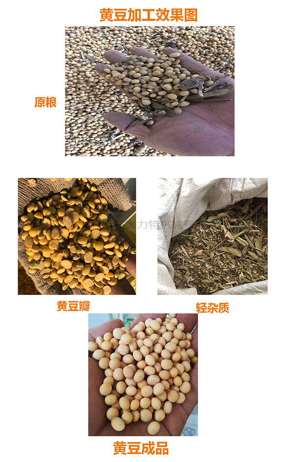 黄豆效果图.jpg